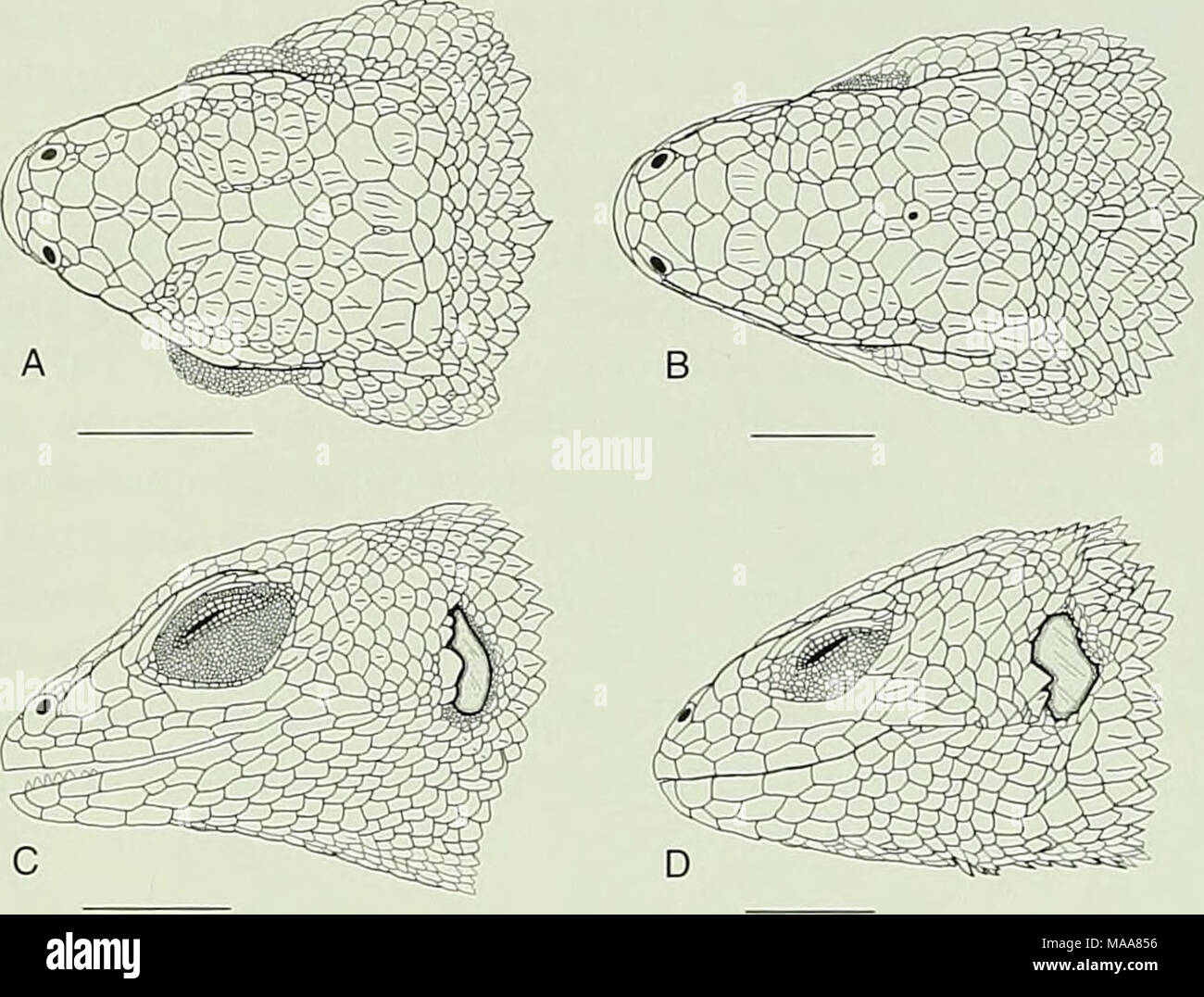 . Ecuadorian lizards of the genus Stenocercus (Squamata: Tropiduridae) . Fig. 7. Dorsal and lateral views of the heads of two species of Stenocercus. A and C S. chota, holotype, QCAZ 3768, male. B and D S. festae, QCAZ 1347, male. Scale bars = 5 mm. region of females, and large blue longitudinal mark on each side of dark midventral stripe in males. Description of holotype.—Head (Fig. 7A and C) wider than high (HH/HW = 0.82); occipitals, parietals, interpa- rietal, and postparietals small, keeled, and slightly imbri- cate; 4 postrostrals, 2 wider than long and 2 as wide as long; 4 internasals;  Stock Photo
