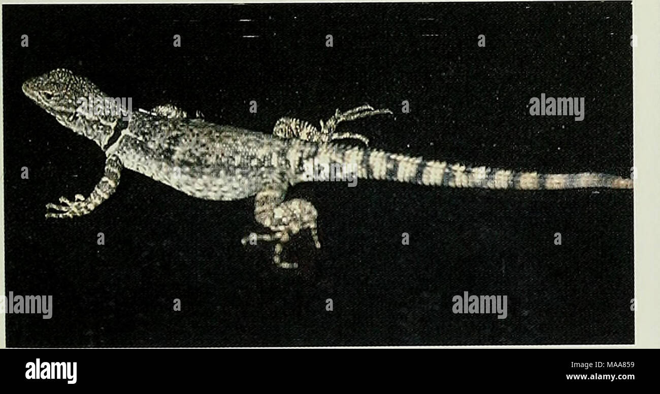 . Ecuadorian lizards of the genus Stenocercus (Squamata: Tropiduridae) . .#S3rJ.=*^*K:,:2 ./ ^^^^^^^^^^^^^^^^Bkj^^v: &quot; &quot;&lt;^ ^P'' ?&quot;*-»«*«*««— ^#' &lt;rT' ^!kL--*^ r stenocercus simonsii, KU 134165, female, 72 mm SVL (WED). Stenocercus variiis, QCAZ 2015, male, 69 mm SVL (LAC). Fig. 5. Six frpecies of Stenocercus. Stock Photo
