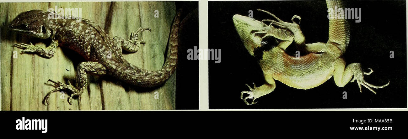 . Ecuadorian lizards of the genus Stenocercus (Squamata: Tropiduridae) . Sfciioccrcus guculhcri, QCAZ 41 ^^, male 72 mm S L (I t ) Stenocercus guentheri, QCAZ 4153, male, 72 mm SVL (LAC). Stock Photo