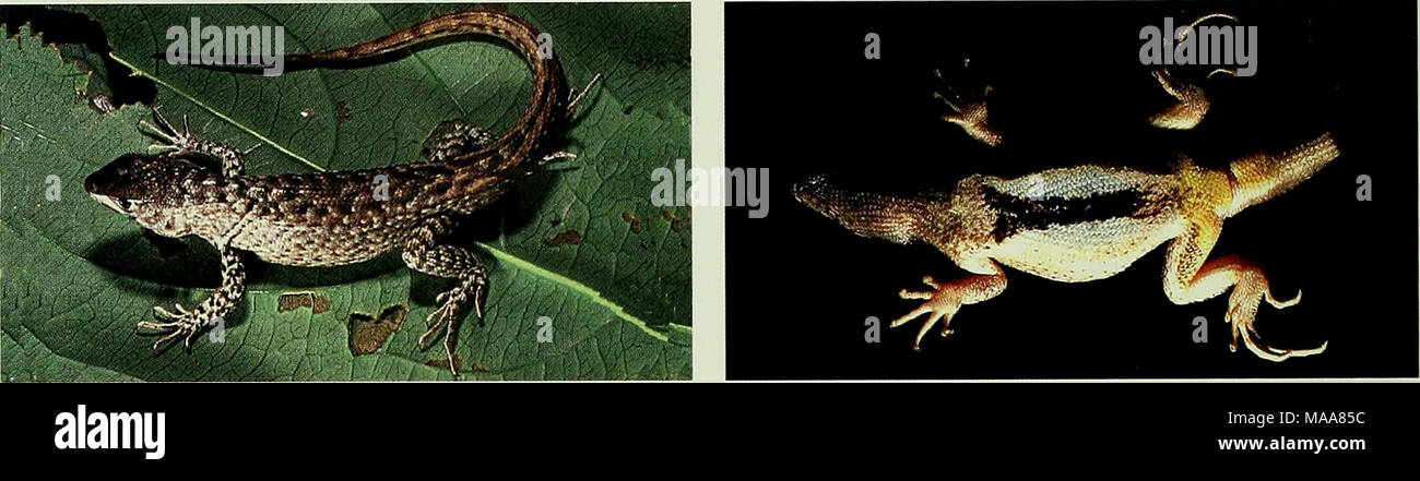 . Ecuadorian lizards of the genus Stenocercus (Squamata: Tropiduridae) . Stcnocerciis chota, QCAZ 3768, male, 69 mm SVL (LAC). '&quot;'^./ â â ^'1 '^^^IrH^.^'i^.. 'f â .. ^- - â â '- J ^â ^mm^wi^m Stock Photo