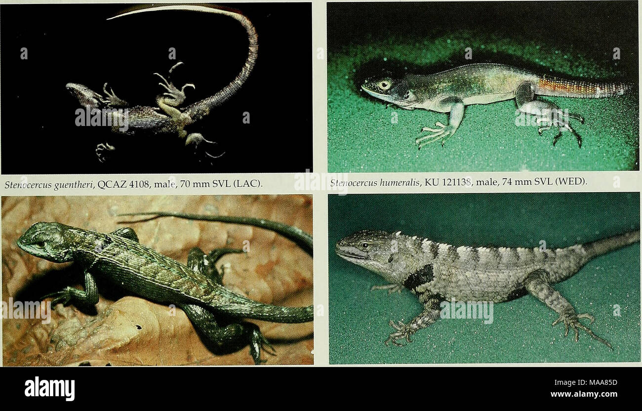 . Ecuadorian lizards of the genus Stenocercus (Squamata: Tropiduridae) . Stenocercus indescens, KU 164168, male, 78 mm SVL (WED). Stenocercus ornatus, KU 121126, male, 73 mm SVL (WED). Stock Photo