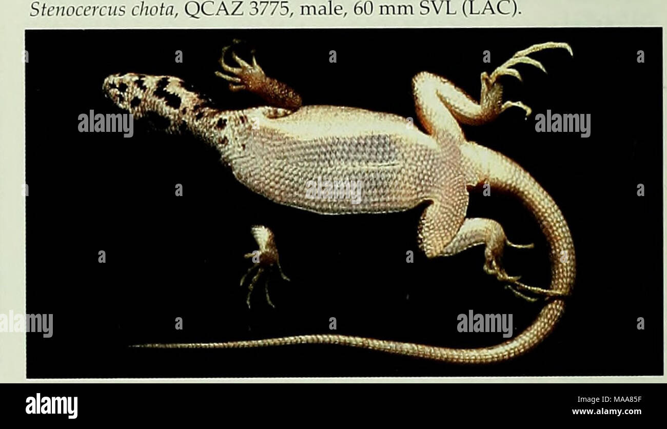 . Ecuadorian lizards of the genus Stenocercus (Squamata: Tropiduridae) . Stenocercus chota, QCAZ 3774, female, 59 mm SVL (LAC). Stenocercus chota, QCAZ 3774, female, 59 mm SVL (LAC). Stock Photo