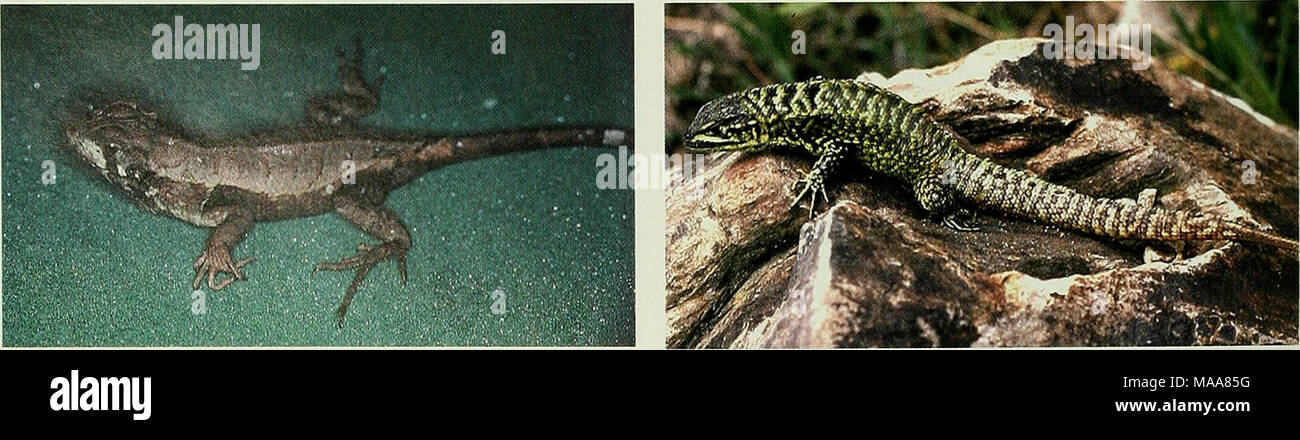. Ecuadorian lizards of the genus Stenocercus (Squamata: Tropiduridae) . Stenocercus aculeatiis, KU 121092, female, 82 mm SVL (WED). Stenocercus festae, KU 134608, male, 83 mm SVL (WED). Fig. 4. Four species of Stenocercus. Stock Photo