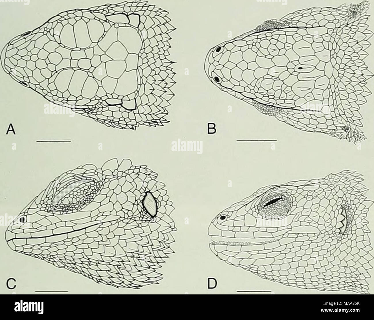 . Ecuadorian lizards of the genus Stenocercus (Squamata: Tropiduridae) . Fig. 3. Dorsal and lateral views of the heads of two species of Stenocercus. A and C S. aculeatiis, EPN 4051, male. B and D S. angel, holo- type, QCAZ 3733, male. Damaged tissue is stippled. Scale bars = 5 mm. locality. Avila-Pires (1995) and Cadle (1991) reported this species from several localities in Provincia Pastaza, Ecuador. Stenocercus angel new species Holotype.—QCAZ 3733, an adult male, from 8 km NE El Angel on road to Tulcan (00°40' N, 77°52' W), Provincia Carchi, Ecuador, collected on 17 May 1997 by Jaime A. Ch Stock Photo