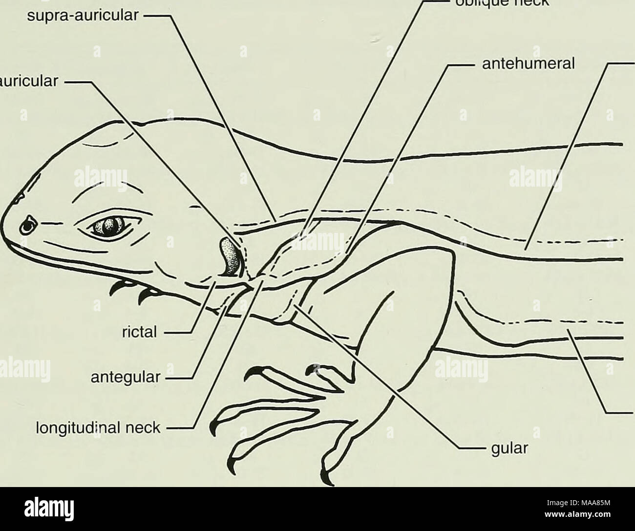. Ecuadorian lizards of the genus Stenocercus (Squamata: Tropiduridae) . dorsolateral rictal antegular longitudinal neck ventrolateral Fig. 1. Neck folds in Stenocercus. Illustration by L. Analla Pugener. Antegular fold.âThis fold traverses the ventral sur- face of the neck anterior to the gular fold. Longitudinal neck fold.âThis longitudinal fold ex- tends along the ventrolateral part of the body from the posteroventral edge of the ear to the forelimb. Postauricular fold.âThis fold Ues immediately behind the ear usually is confluent with the longitudinal neck fold and the supra-auricular fold Stock Photo
