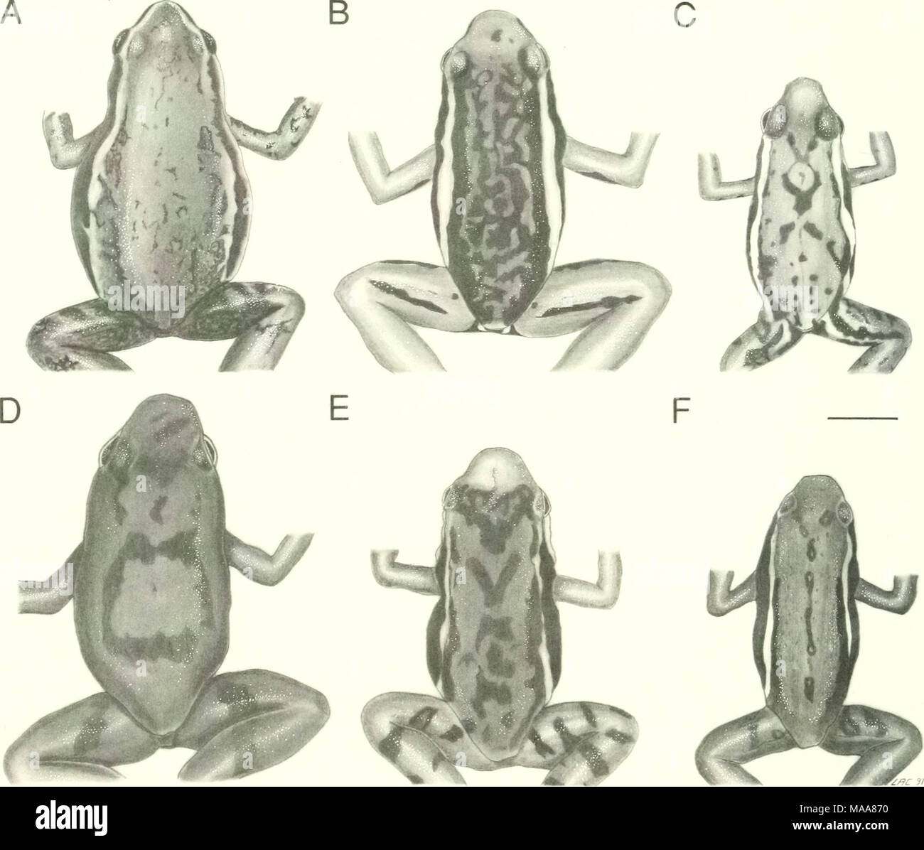 . Ecuadorian frogs of the genus Colostethus (Anura:Dendrobatidae) . Fig. 2. Dorsal color patterns of Colostethus. A. C. jacobuspetersi, QCAZ 1378. B. C. maquipucuna, KU 202882. C. C. machalilla, KU 132330. D. C. chocoensis, MNHG (GO 47). E. C. infraguttatus KU 142401. F. C. anthracinus, KU 120653. Lines equal 5 mm, except in A, in which it is 2 mm. developed in C. bocagei, C. elachyhistus, C. fuliginosus, C. talamancae, C. sauli, and C. shuar. In other species, it is weakly developed. A sigmoid or straight inner tarsal fold is present in most spe- cies; it extends from the distal half or two t Stock Photo