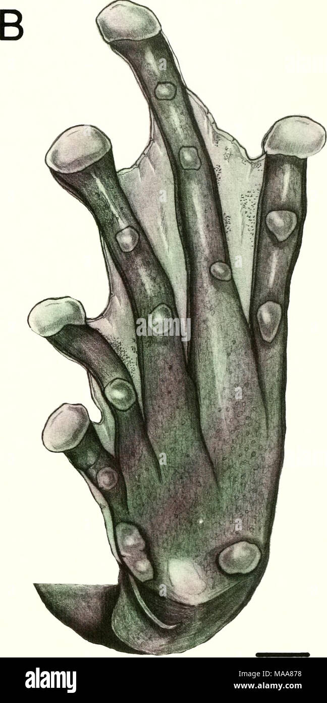 . Ecuadorian frogs of the genus Colostethus (Anura:Dendrobatidae) . Fig. 1. Colostethus chocoensis. A. Right hand (MNHG (GO 47]). B. Left foot (MNHG 19107). Notice webbing between fingers on hand. Foot illustrates a webbing formula of II — l'/illl — l'/2llll—2IV2—IV. Lines equal 1 mm. ter, whereas others (e.g., C. bocagei, C. chocoensis, C.fuliginosus, and C. nexipus)ha.ve well-developed fringes on hands, but the fringes on the feet are continuous with the interdigital webbing. Most spe- cies lack fringes; in some, such as C. awa, C. kingsburyi, C. mystax, and C. shuar, fringes are poorly deve Stock Photo