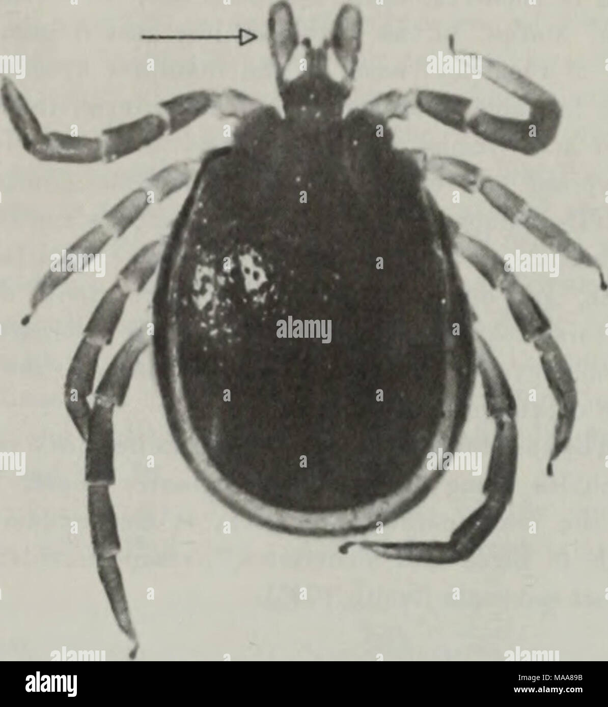 Rabbit festoons hires stock photography and images Alamy