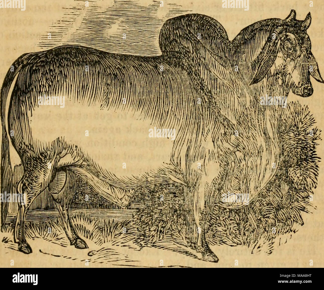 The educated horse : teaching horses and other animals to obey at word,  sign, or signal, to work or ride : also, the breeding of animals, and  discovery in animal physiology :