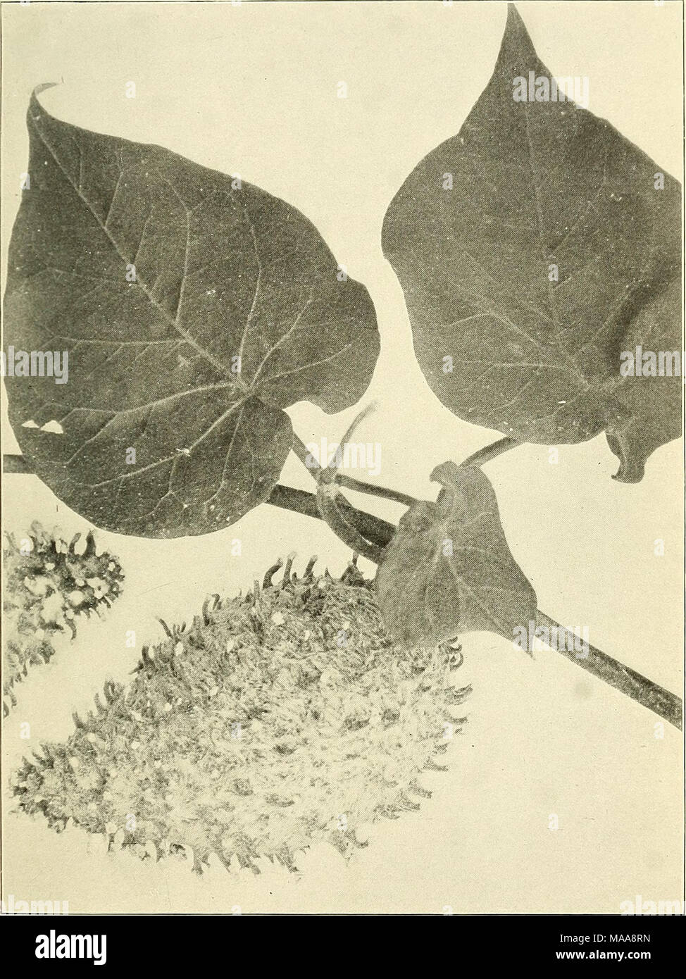 . Economic plants of Porto Rico . GUANABANCILLA CIMARRONA (VlNCETOXICUM ...