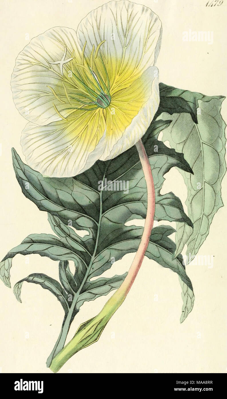. Edwards' botanical register, or, Ornamental flower-garden and shrubbery .. . Stock Photo