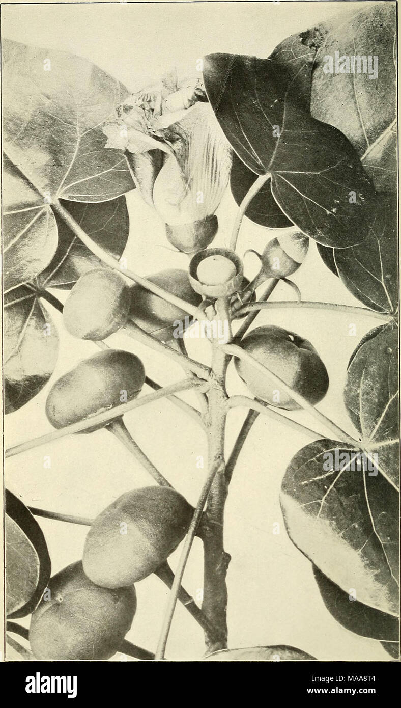 . Economic plants of Porto Rico . Santa Maria (Thespesia populnea