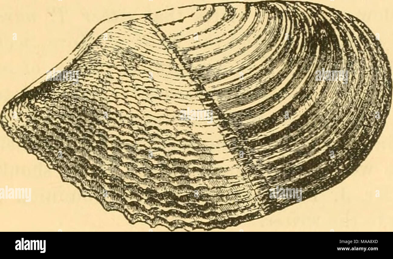 . Economic mollusca of Acadia . Fig. 21.— Zirphcea crhpata. Natural Size. grows much larger to the south and on the west coast. It is a burrow- ing Mollusc, and lives in hard clay, soft stone or even submerged wood. Economics. On the coast of California this species is extensively eaten. It is, however, much larger than with us, and is regularly exposed in the markets under the name of &quot;Date-fish.&quot; It is not abundant enough in Acadia to be of any value. It appears to do no injury in its burrowing, to any of man's works. 27. Teredo navalis Linnaeus. [Teredo, a borer; navalis, infestin Stock Photo