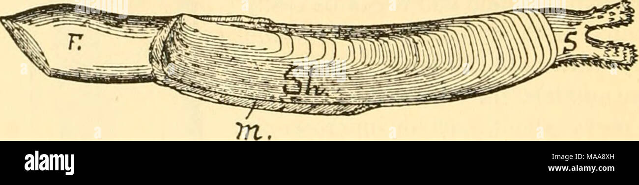 . Economic mollusca of Acadia . Fig. 20.—Solen ensis, var. Americana, Half Natural Size. S., Siphons; Sh., Shell; J/., Mantle; F., Foot. 26. Zirpliaea crispata (Linn.) Morch. [Zn-/)7ife«,—(?); crispata, wrinkled.] Date-fish. Distribution, (a) 6-'enem?;—Shallow water to seventy fathoms. Connecticut to Gulf of St. Lawrence. Iceland, Northern Europe to Great Britain and France. West coast of America, south to California. {b) In Acadia;—{m N. B.) Grand Manan, very rare, Stimpson. Bay of Fundy, eight to seventy fathoms, in hard clay, VerriU. L'Etang Harbor. (In N. S.) Sable Island, large specimens, Stock Photo