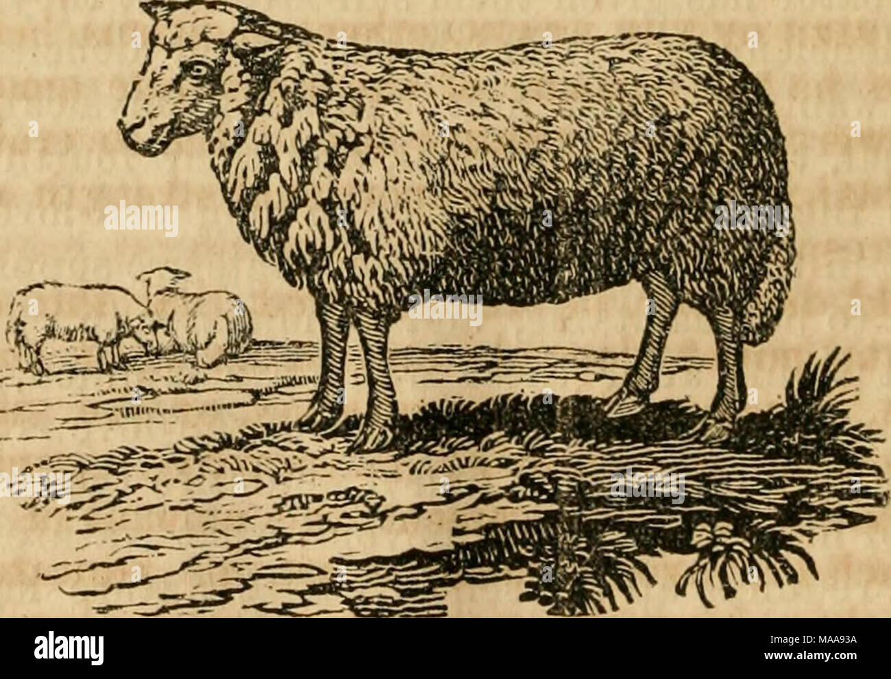 The educated horse : teaching horses and other animals to obey at word, sign, or signal, to work or ride : also, the breeding of animals, and discovery in animal physiology : The educated horse : teaching horses and other animals to obey at word, sign, or signal, to work or ride : also, the breeding of animals, and discovery in animal physiology :