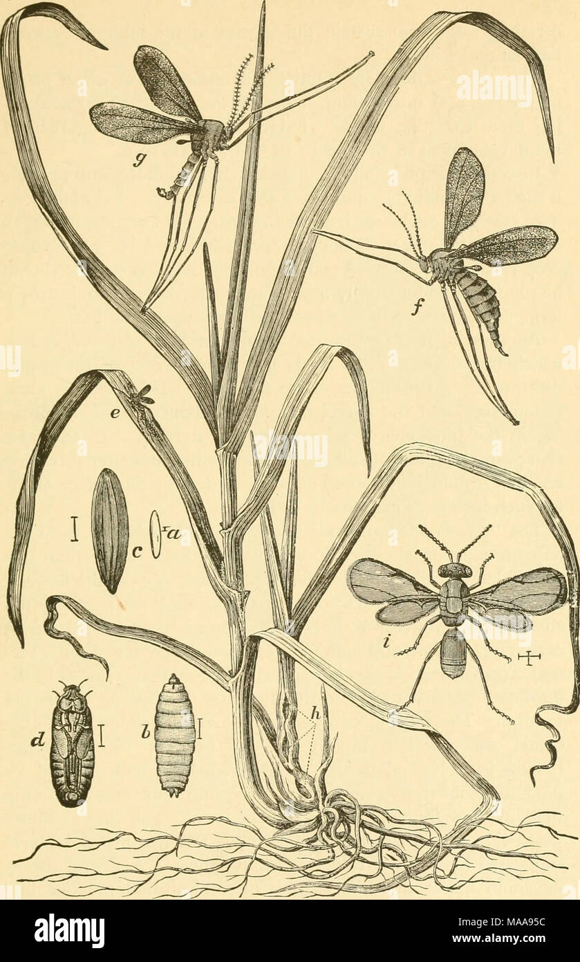 . Economic entomology for the farmer and fruit-grower . The Hessian-fly, Cecidomyia destructor.—Ox the left a healthy stalk of wheat, and on the right one infested at h by Hessian-fly, showing the galls, a, egg; b, larva; c, &quot; flaxseed ;&quot; d, pupa, all very much enlarged ; e, fly ovipositing on leaf, natural size ; /, female, and g, male Hessian-fly, much enlarged ; i, the parasite, Mcrisus destructor, much enlarged. 22 Ji7 Stock Photo