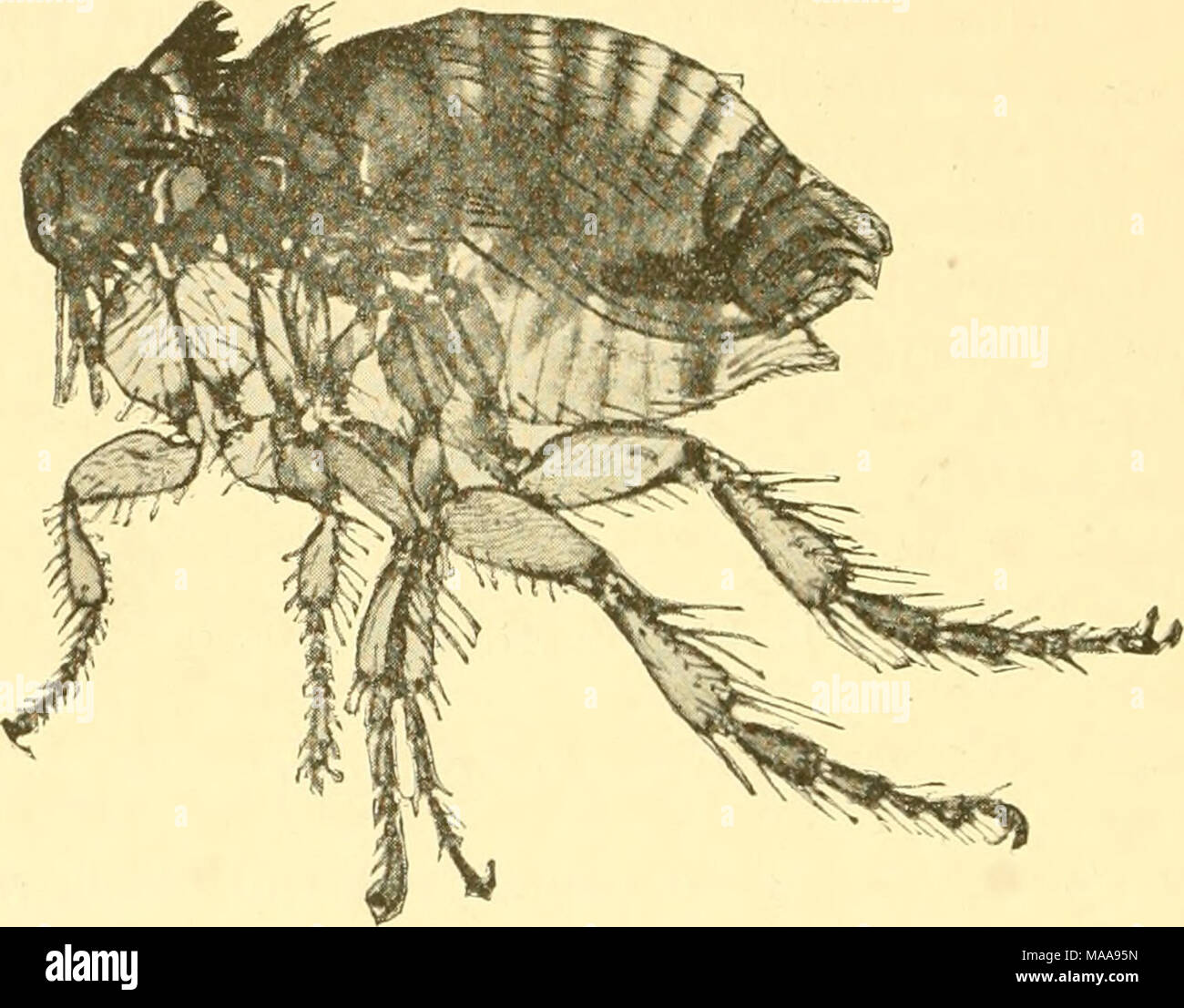 Economic entomology for the farmer and fruit-grower . Rabbit flea, much  enlarged. proportion to their size their leaps are wonderful. They live in  the adult stage among the hair of warm-blooded