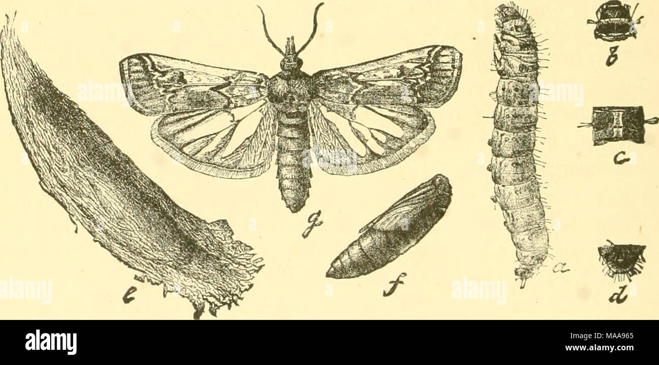 . Economic entomology for the farmer and fruit-grower . Fig. 360, the Mediterranean flour-moth, Ephestia kiihnieUa.—a, larva; b, pupa; &lt;.,/, ailult with wings spread and at rest; g, wing of a variety ; d, e, li, i, structural details. Fig. 358, Melitara prodenialis.-a, larva ; h, r, d, details of same ; e, cocoon ; /, pupa; g, moth. Fig. 361, the bee-moth, Galleria melonella.—a, larva ; b, cocoon ; c, pupa ; d, e, moths. Stock Photo