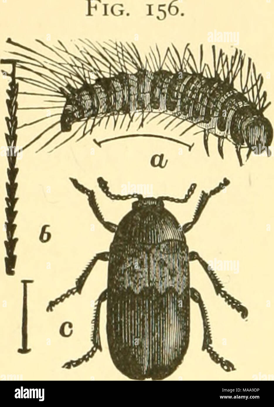 . Economic entomology for the farmer and fruit-grower . The larder-beetle, Dennes- tes lardarius.âa, larva; b, a single hair from larva ; c, adult beetle. These belong to the family Dermestida, which contains such nuisances as the &quot;larder-beetles,&quot; &quot;carpet-beetles,&quot; and &quot;mu- seum-beetles.&quot; The elytra, which cover the abdomen completely, are black or gray, usually ornamented with white or colored scales, which sometimes form quite pretty markings. The &quot;larder-beetle,&quot; or &quot;bacon- beetle,&quot; Dermestes lardarius, is rather more than one-fourth of an  Stock Photo