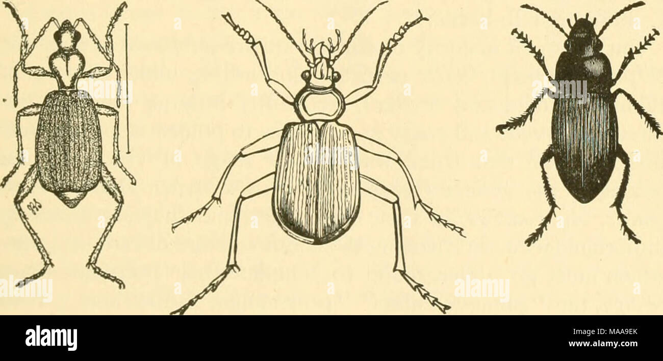 . Economic entomology for the farmer and fruit-grower . Tiger-beetles and ground-beetles.—Fig. 127, larva of Cicindela. Fig. 128, head of Cicindela, to show mandible. Fig. 129, C. generosa. Fig. 130, C. purpurea. Fig. 131, C. sexguttata. Fig. 132, C. repatida. Fig. 133, Calosoma calidum and its larva. Fig. 134, C. scrutator. Fig. 135, Brachinus fumans. Fig. 136, Harpalus caliginosus. Fig. 137, larva of Harpalus, devouring larva of plum-curculio. Fig. 138, Lebia grandis. All except Fig. 135 about natural size. 167 Stock Photo