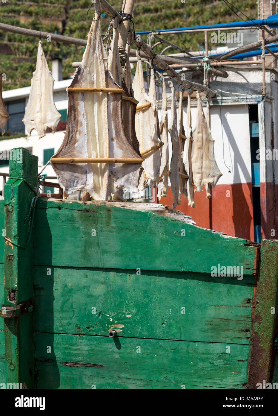 Cat fish or Cod fish drying in Camara de Lobos, Madiera Stock Photo