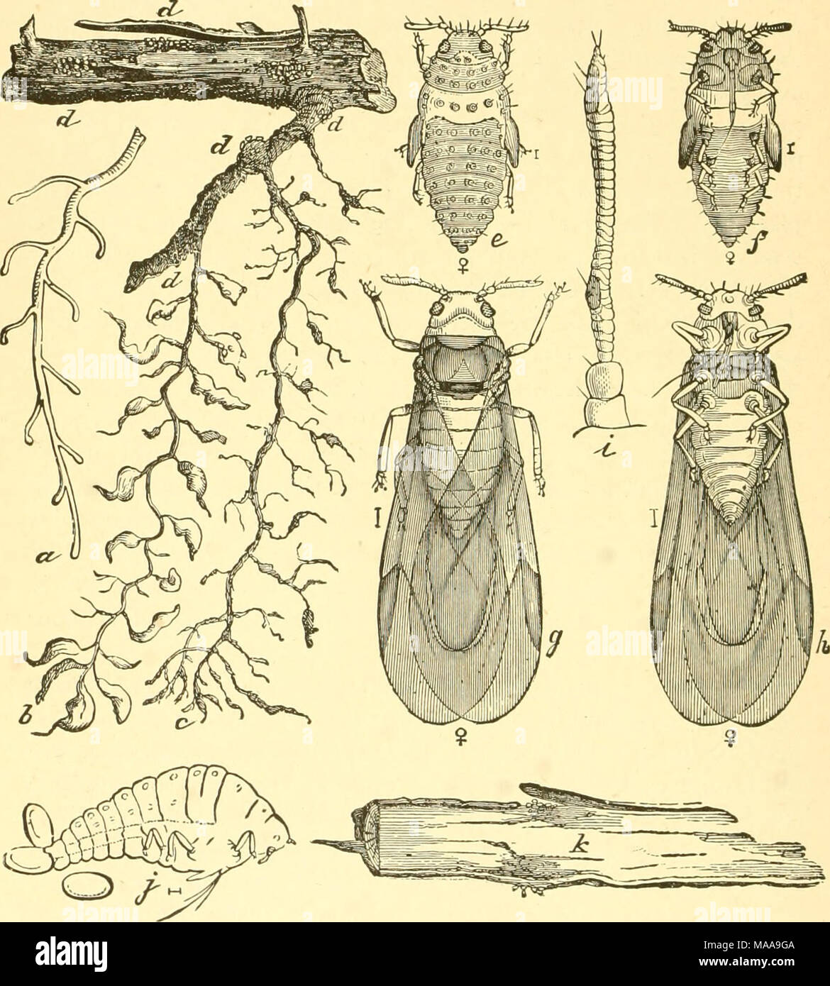 . Economic entomology for the farmer and fruit-grower . Phylloxera vastatrix.—a. unaffected rootlet of grape; b, rootlets with newly-formed galls; c, same, with old and dried-up tissue; dd, groups of the lice on roots and root- lets ; e,/, female pupa, from above and below ; g, h, winged females; i, an antenna; J, oviparous wingless female and her eggs; k, root showing location of the eggs. An advance upon those root-living species is found in Phyl- (oxera, which belongs with Chermes in a sub-family, Chermesina, Stock Photo