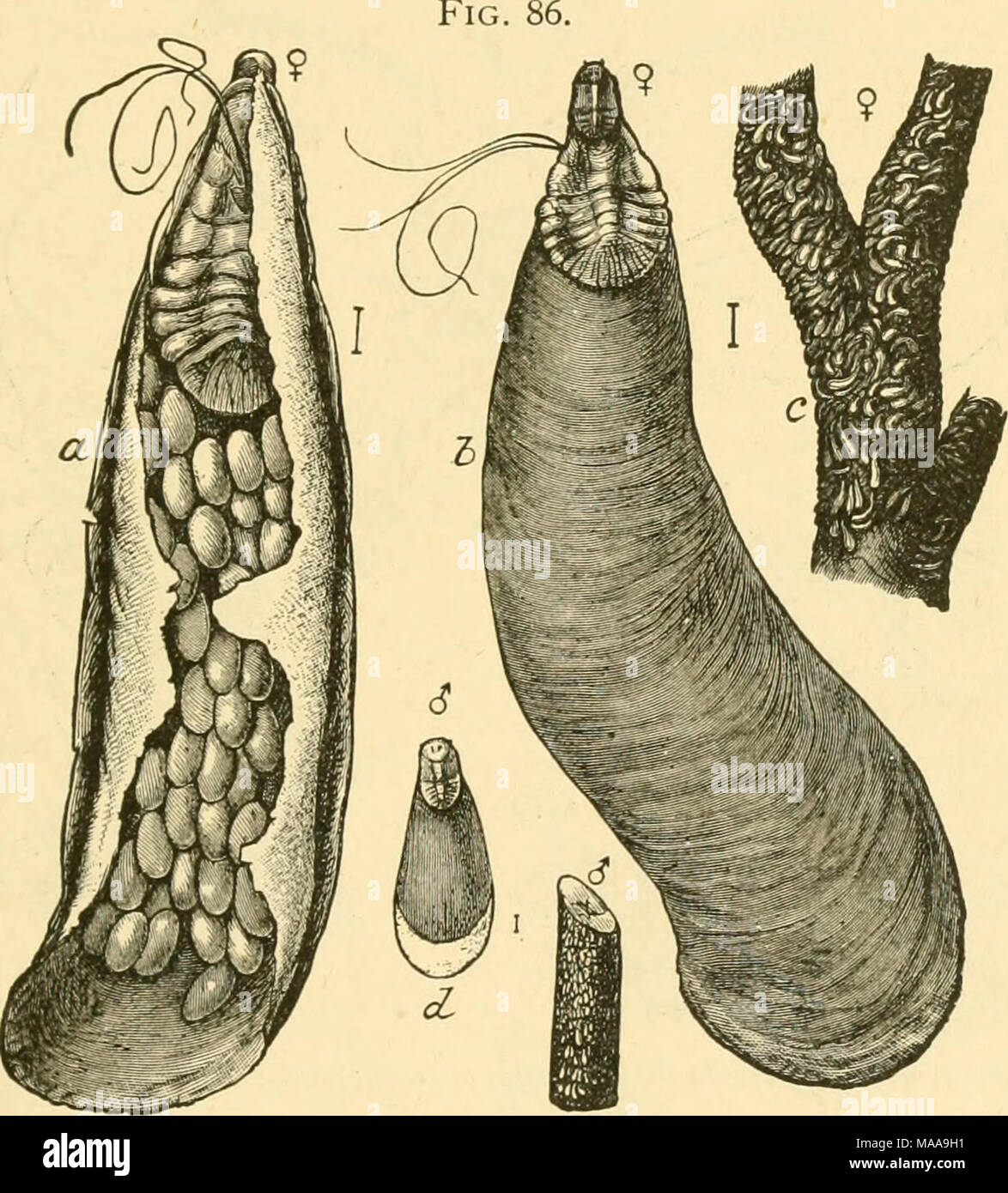 . Economic entomology for the farmer and fruit-grower . Oyster-shell scale, Mtila^f&gt;is pomorum.—a, female scale, from beneath, filled with eggs; b, same, from abo e , c, twig infested by female scales ; d, male scale and a twig infested therewith. Perhaps the most common forms of this series are the '' oyster- shell&quot; bark-lice, of which we have several species, deriving their common name from the fact that the scales have a marked resem- blance to the shells of some oysters. In the Northern United States Mytilaspis pomorum is the common form, infesting apple Stock Photo