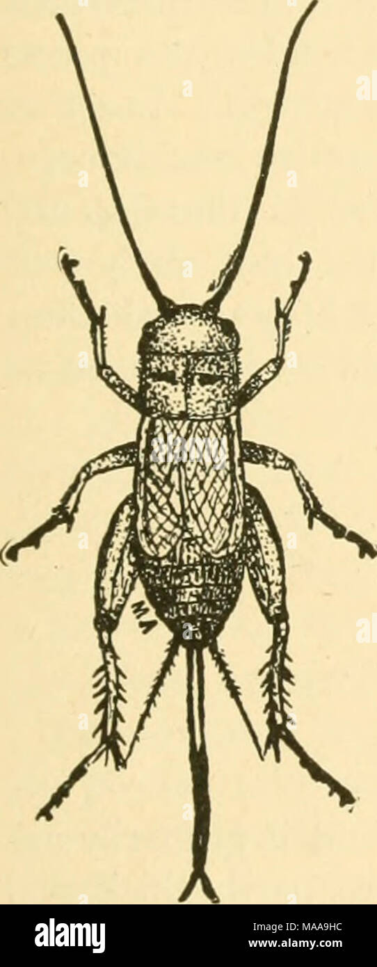 . Economic entomology for the farmer and fruit-grower . Stock Photo