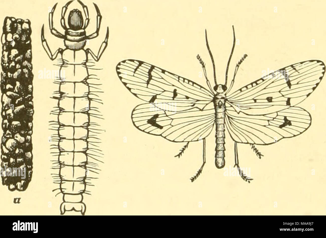 . Economic entomology for the farmer and fruit-grower . A caddice-fly ...