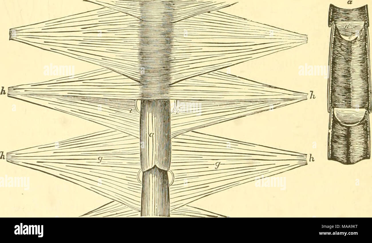 . Economic entomology for the farmer and fruit-grower . Heart of a stag ...