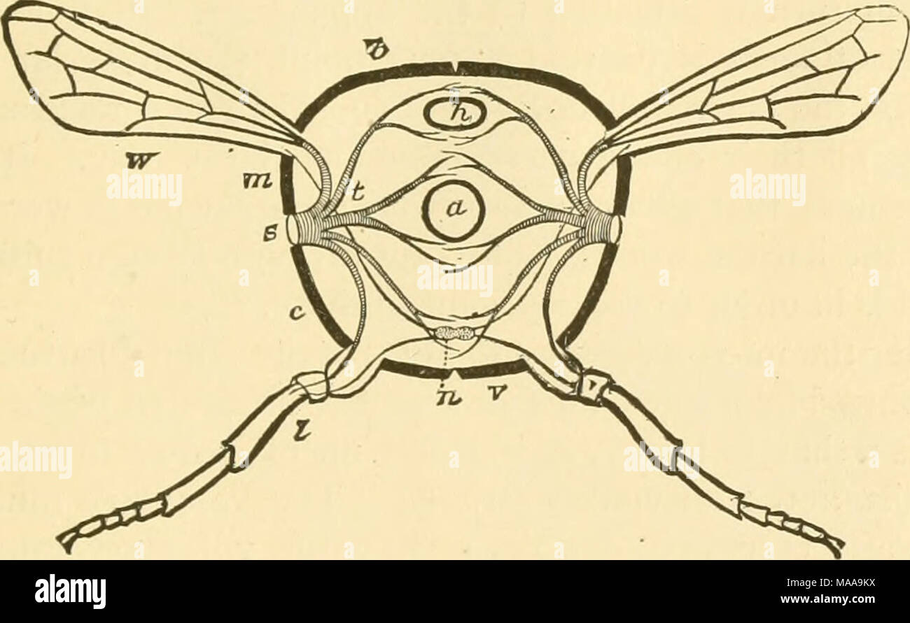 Aorta Insect . Economic entomology for the farmer and fruit-grower . Ideal section ...