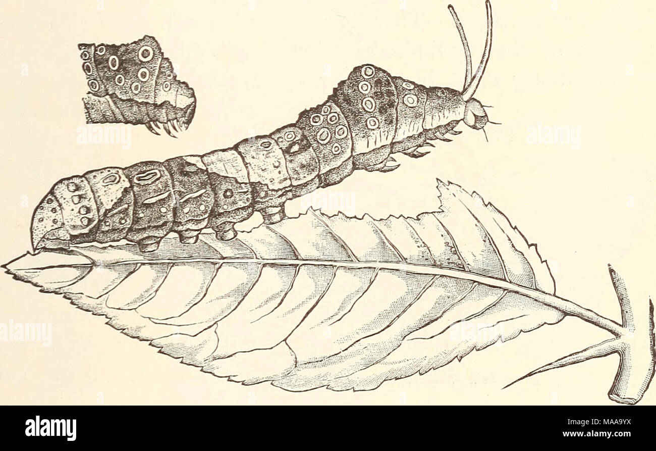 . Economic entomology for the farmer.. . The orange dog, caterpillar of