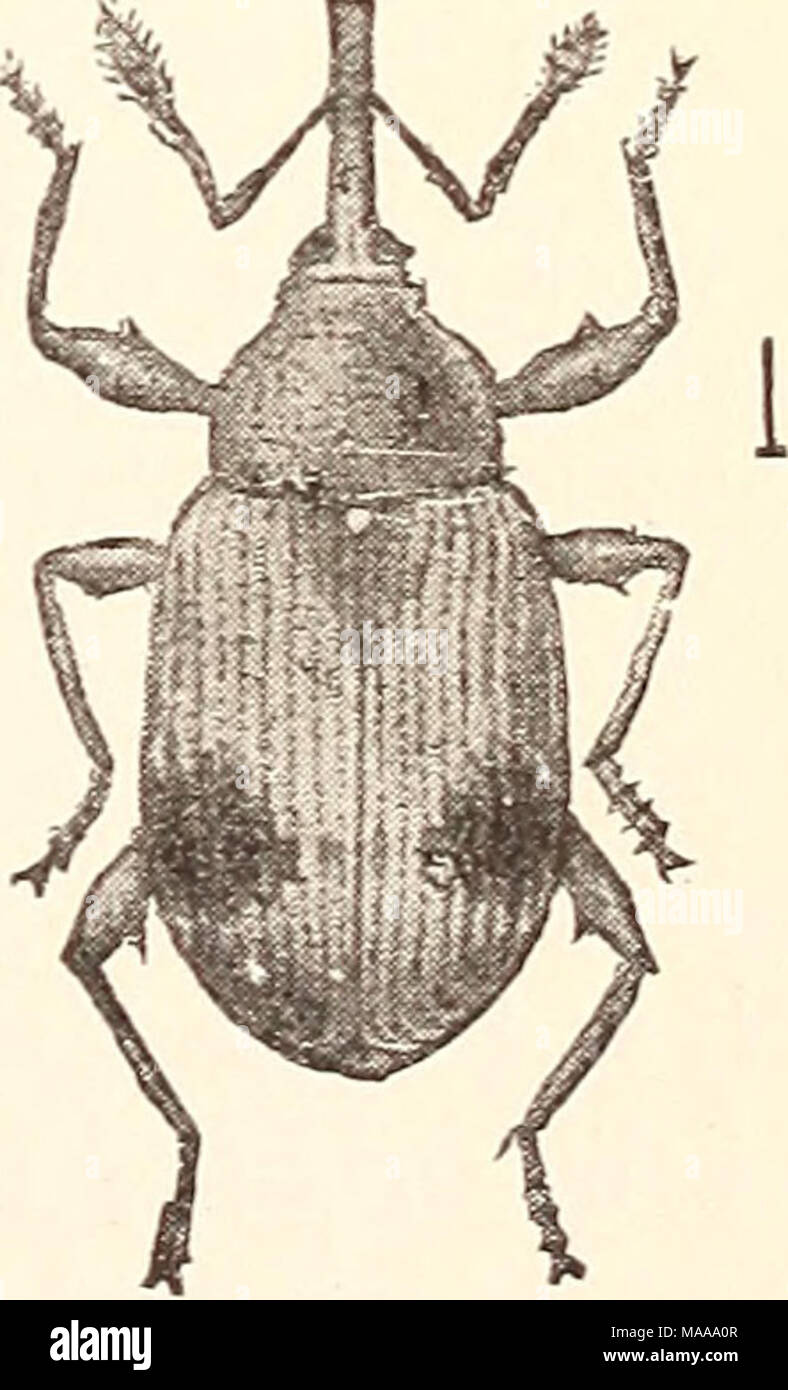 . Economic entomology for the farmer.. . Strawberry-weevil, Anthonomus signatus. Stock Photo