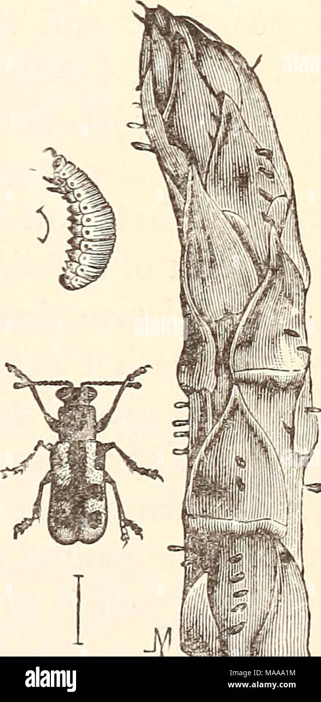 . Economic entomology for the farmer.. . Asparagusbeetle, Crio ceris