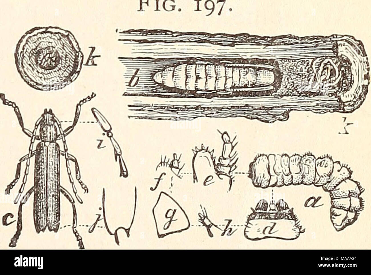 . Economic entomology for the farmer.. . The oak-pruner, Elaphidion ...