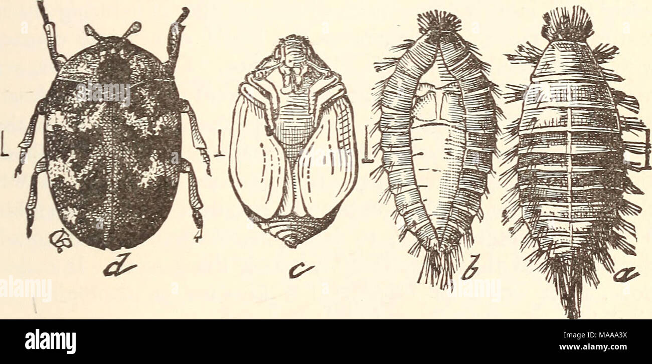 . Economic entomology for the farmer.. . The carpet-beetle, Anthreniis scrophularicE.—a, larva; b, larval skin split to expose the pupa within it; c, pupa ; d, beetle. in this stage, in company with species of Anthre7ius, in which the larvae are stouter, more clumsy, equally clothed with hairs, but with the ability to expand two larger tufts posteriorly. Anthrenus also contains museum pests as well as the '' carpet- beetle,&quot; A. scrophularia, which feeds on woollens in the larval condition, and is then better known as the &quot; buffalo-moth,&quot; from its tufted appearance. The beetles a Stock Photo