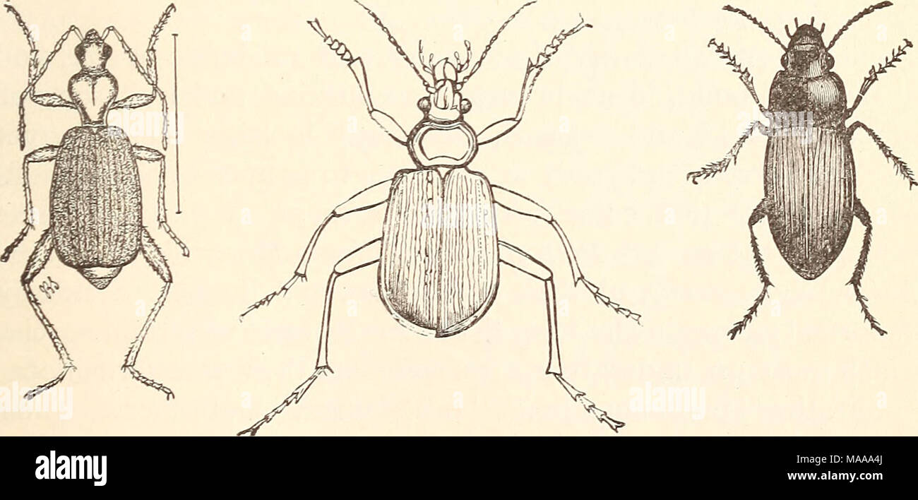 . Economic entomology for the farmer.. . Tiger-beetles and ground-beetles.—Fig. 127, larva of Cicindela. Fig. 128, head of Cicindela, to show mandible. Fig. 129, C. generosa. Fig. 130, C. purpurea. Fig. 131, C. sexguttata. Fig. 132, C. repanda. Fig. 133, Calosoma calidum and its larva. Fig. 134, C. scrutator. Fig. 135, Brachinus fumans. Fig. 136, Harpahis caliginosus. Fig. 137, larva of Harpalus, devouring larva of plum-curculio. Fig. 138, Lebia grandis. All except Fig. 135 about natural size. 167 Stock Photo
