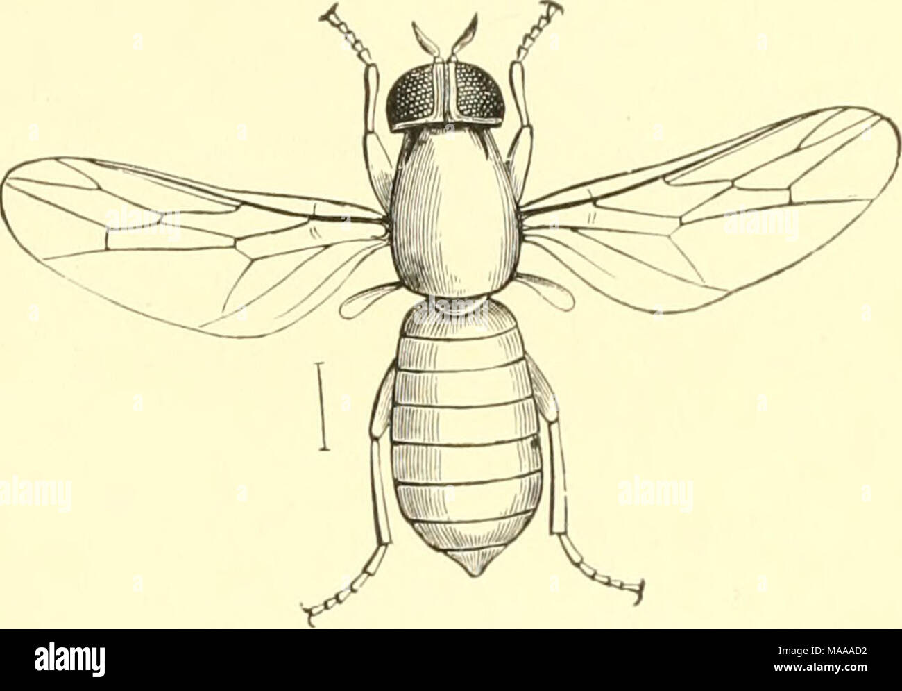 . Economic entomology for the farmer and the fruit grower, and for use as a text-book in agricultural schools and colleges; . Scenopinus ffnestraUs. of fact it is predaceous in habit, and feeds upon the species really infesting carpets and similar material. Thus, &quot;moths,&quot; the larvae of the &quot;carpet-beetle,&quot; &quot;fish-moths,&quot; and numerous other insects likely to occur in such situa- ^97- tions are destroyed by it. From this larva there comes in due time a small blue fly, a member of the family Scenopinidce, slender and somewhat flattened in appearance, with yel- low or  Stock Photo