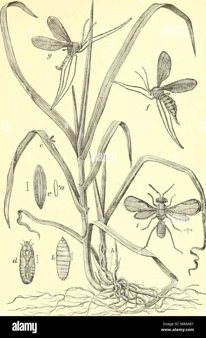 . Economic entomology for the farmer and the fruit grower, and for use as a text-book in agricultural schools and colleges; . The Hessian-fly, Cccidomyia drstructor—On the left a healthy sta'k of wheat, and on the right one infested at h by Hessian-fly, showing the galls, a, egg; b, larva; c. &quot; flaxseed ;&quot; d, pupa, all very much enlarged ; e, fly ovipositing on leaf, natural size ; /, female, and j;, niale Hessiau-fly, much enlarged ; t, the parasite, Merisus destructor, much enlarged. 22 537 Stock Photo