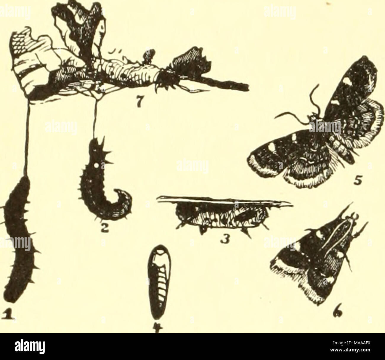 . Economic entomology for the farmer and the fruit grower, and for use as a text-book in agricultural schools and colleges; . to penetrate the webs and come into direct contact with the larvae. Sometimes insects of this series are not confined to green vegetation, as in the case of the "clover-hay worm," Asopia rostalis, which attacks the dry or partially dry product, webbing it up and causing more or Fig. 356. less injury. Its near ally, Pyralis farinalis, may be found in barns or bins where grain is carelessly stored, and the caterpil- lars make little tubes, formed partially of si Stock Photo