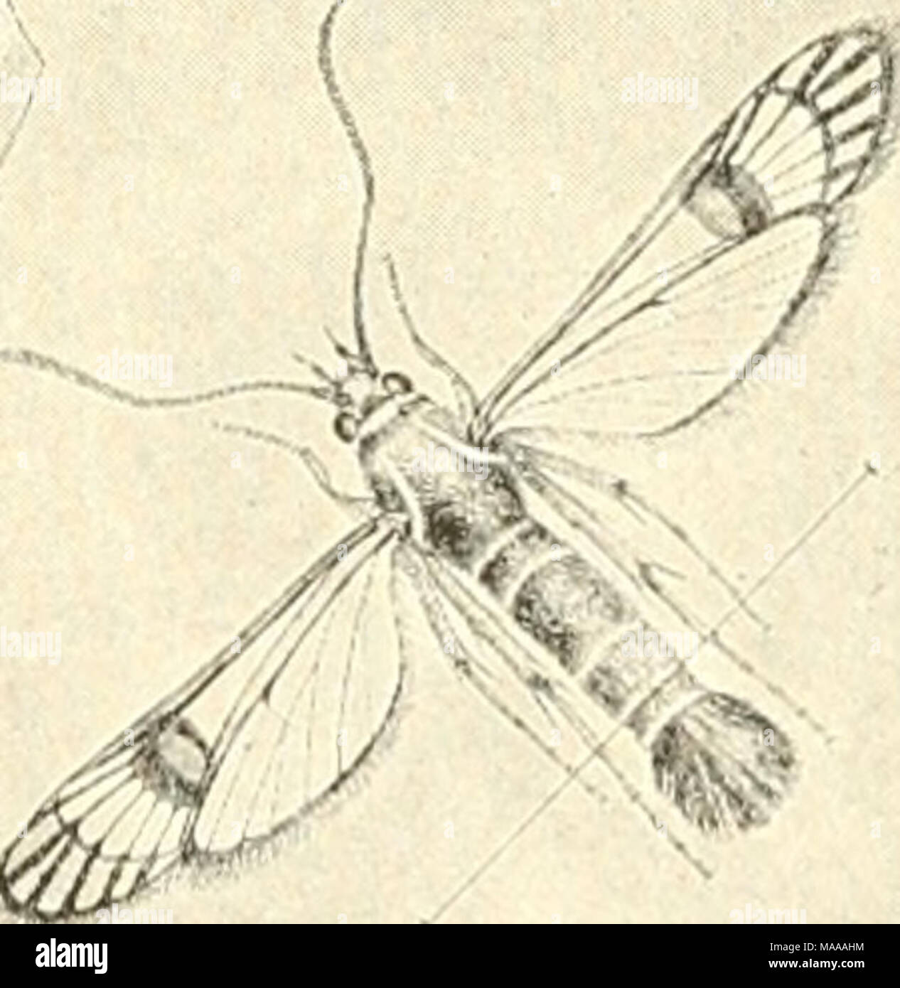 Moth larvas hires stock photography and images Alamy