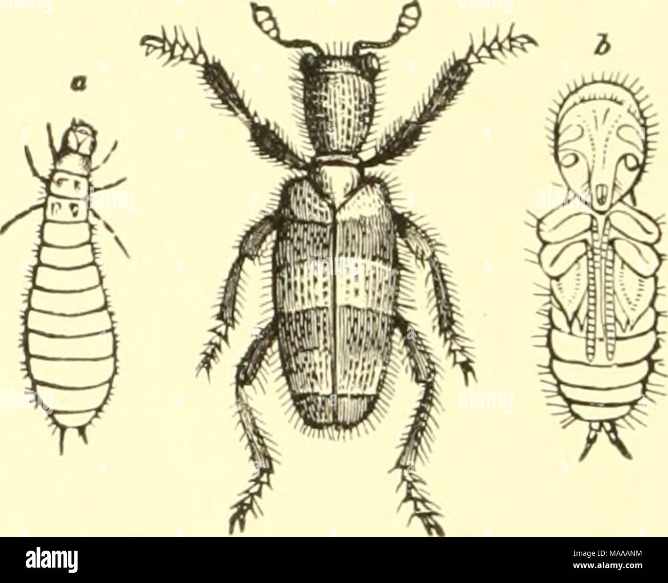 Maxentius Insect . Economic entomology for the farmer and the fruit grower, and for use ...