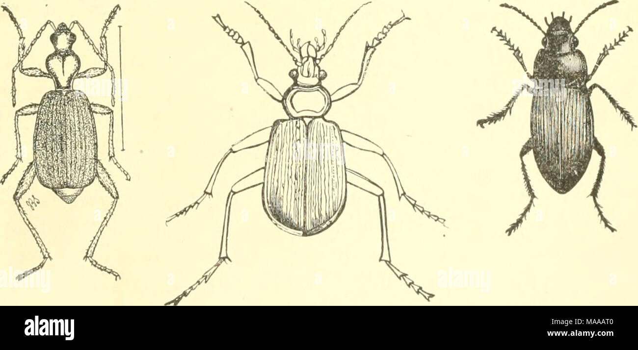 . Economic entomology for the farmer and the fruit grower, and for use as a text-book in agricultural schools and colleges; . Tiger-beetles and ground-beetles.—Fig. 127, larva of Cicindela. Fig. 128, head of Cicindela, to show mandible. Fig. 129, C.generosa. Fig. 130, C. purpurea. Fig. 131, C. sexguttata. Fig. 132, C. repanda. Fig. 133, Calosoma calidiim and its larva. Fig. 134, C. scrutator. Fig. 135, Brachinus fumans. Fig. 1^,6, Harpalus caliginosus. Fig. 137, larva of Harpalus, devouring larva of plum-curculio. Fig. 138, Lebia grandis. All except Fig. 135 about natural size. 167 Stock Photo