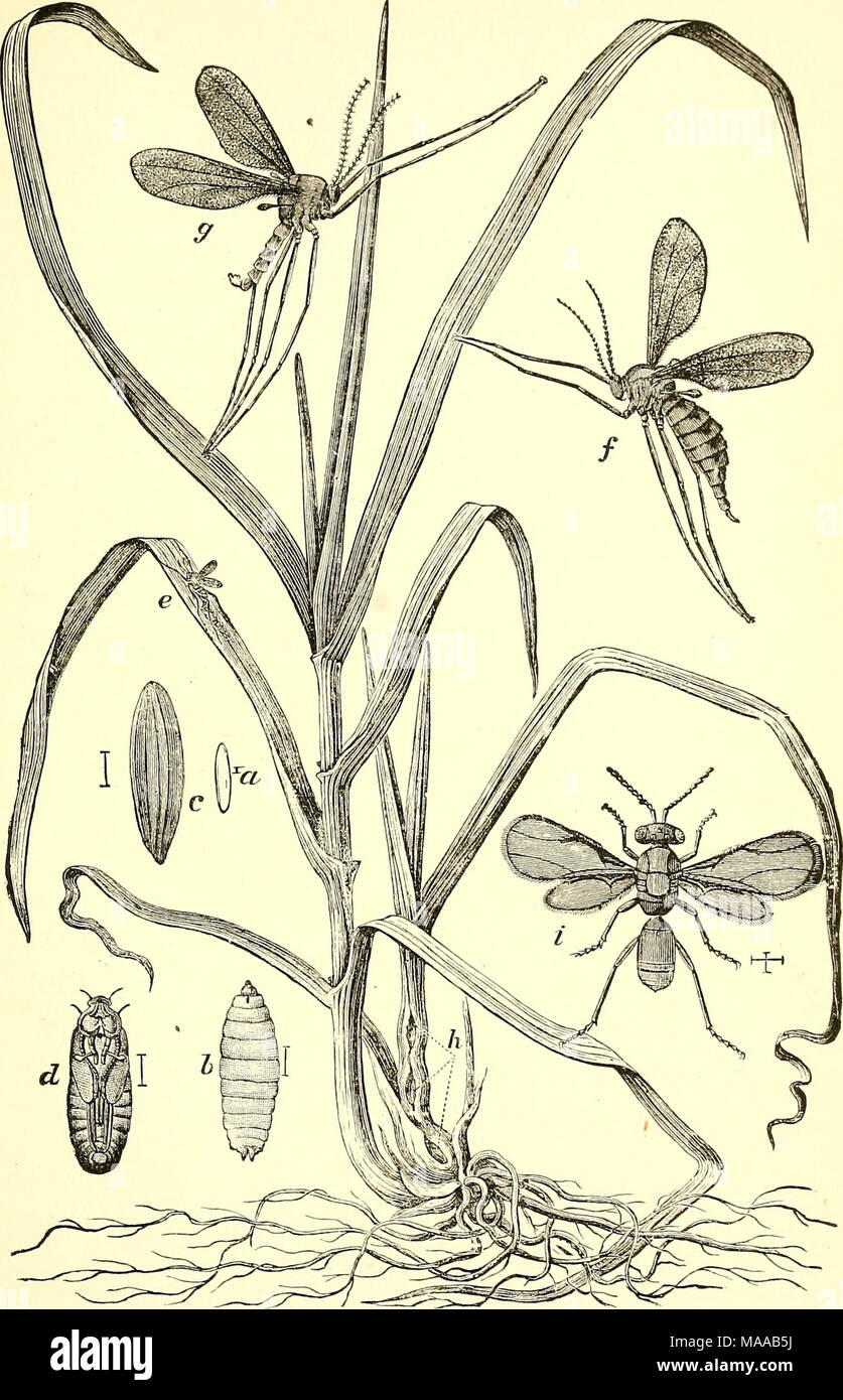 . Economic entomology for the farmer and fruit-grower [microform] : and for use as a text-book in agricultural schools and colleges . The Hessian-fly, Cecidomyia destriictor.—On the left a healthy stalk of wheat, and on the right one infested at h by Hessian-fly, showing the galls, a, egg ; b, larva ; c, &quot; flaxseed ;&quot; d, pupa, all very much enlarged ; e, fly ovipositing on leaf, natural size ; /, female, and g, male Hessian-fly, much enlarged ; i, the parasite, Merisus destructor, much enlarged. jj)/ Stock Photo