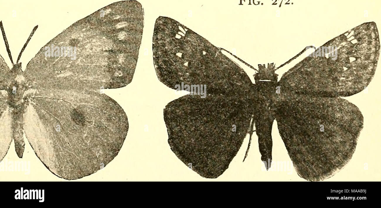 . Economic entomology for the farmer and fruit-grower [microform] : and for use as a text-book in agricultural schools and colleges . Fig. 255, niournitig-cloak butterfly, Vanessa antiopa. ¥%. 257, Lyccena psetidargiolus. Fig. 266, Colias philodicc, male. Fig. 267, same, female. Fig. 272, Nisoniades juvenaUs. Stock Photo