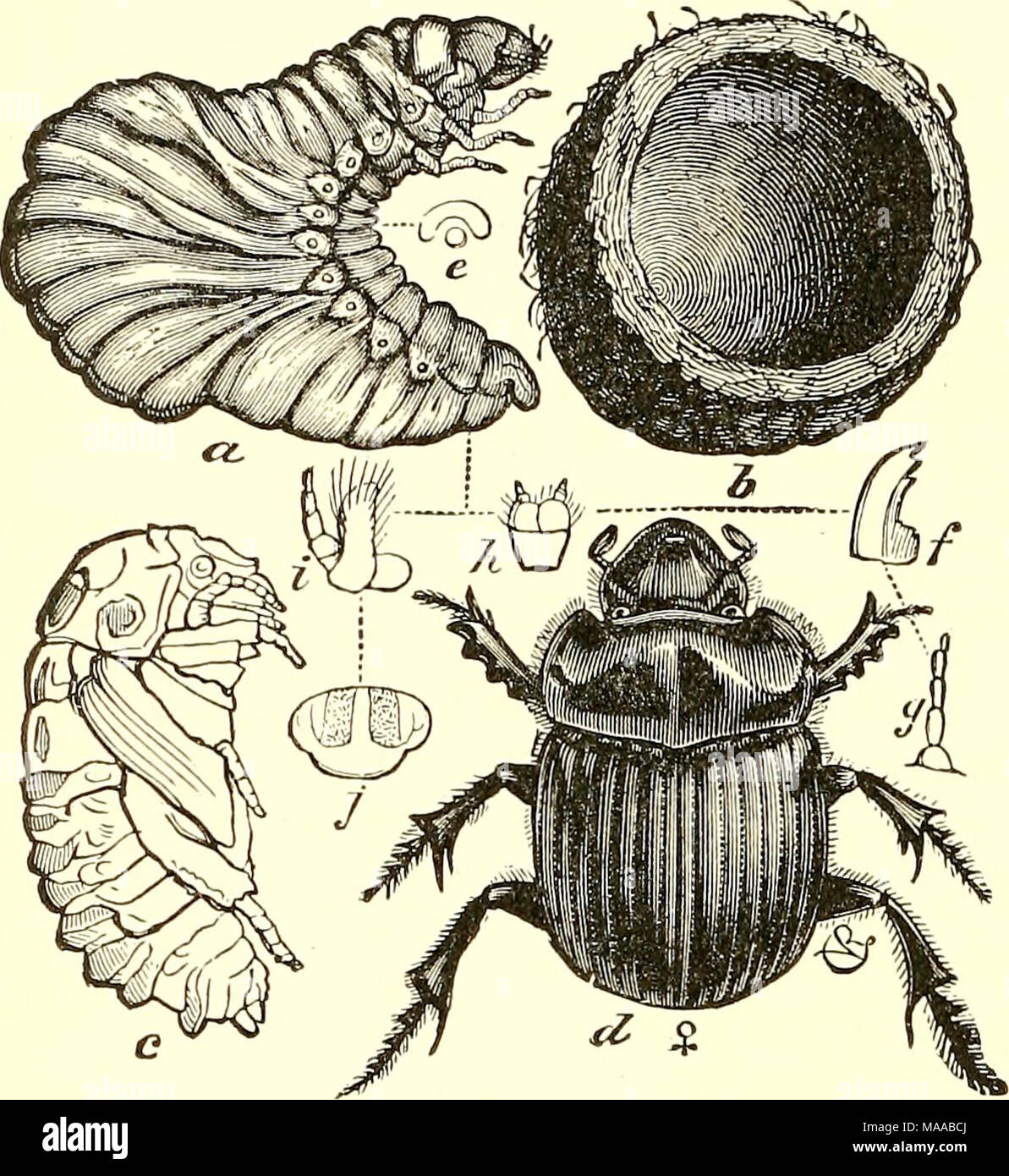 . Economic entomology for the farmer and fruit-grower [microform] : and ...