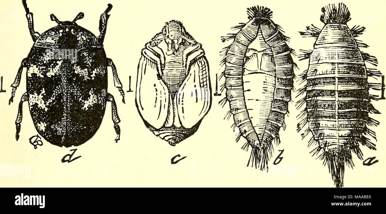 . Economic entomology for the farmer and fruit-grower [microform] : and for use as a text-book in agricultural schools and colleges . The carpet-beetle, Anthrenus scrophulariir.—a, larva; b, larval skin split to expose the pupa within it; c, pupa; &lt;/, beetle. in this stage, in company with species of Antlirenus, in which the larvae are stouter, more clumsy, equally clothed with hairs, but with the ability to expand two larger tufts posteriorly. Anthre?i2is also contains museum pests as well as the &quot;carpet- beetle,&quot; A. scrophidaria, which feeds on woollens in the larval condition,  Stock Photo