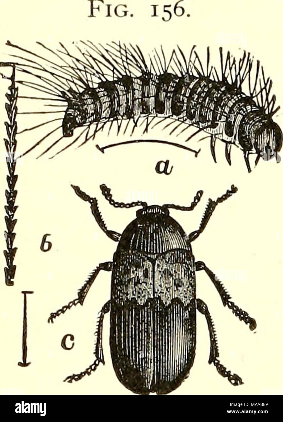 . Economic entomology for the farmer and fruit-grower [microform] : and for use as a text-book in agricultural schools and colleges . The lardei'-beetle, Der^nes- tes laydariiis.—a, larva ; b, a single hair from larva ; c, adult beetle. These belong to the family Dermestidce, which contains such nuisances as the &quot;larder-beetles,&quot; &quot;carpet-beetles,&quot; and &quot;mu- seum-beetles.&quot; The elytra, which cover the abdomen completely, are black or gray, usually ornamented with white or colored scales, which sometimes form quite pretty markings. The '' larder-beetle,&quot; or &quot Stock Photo