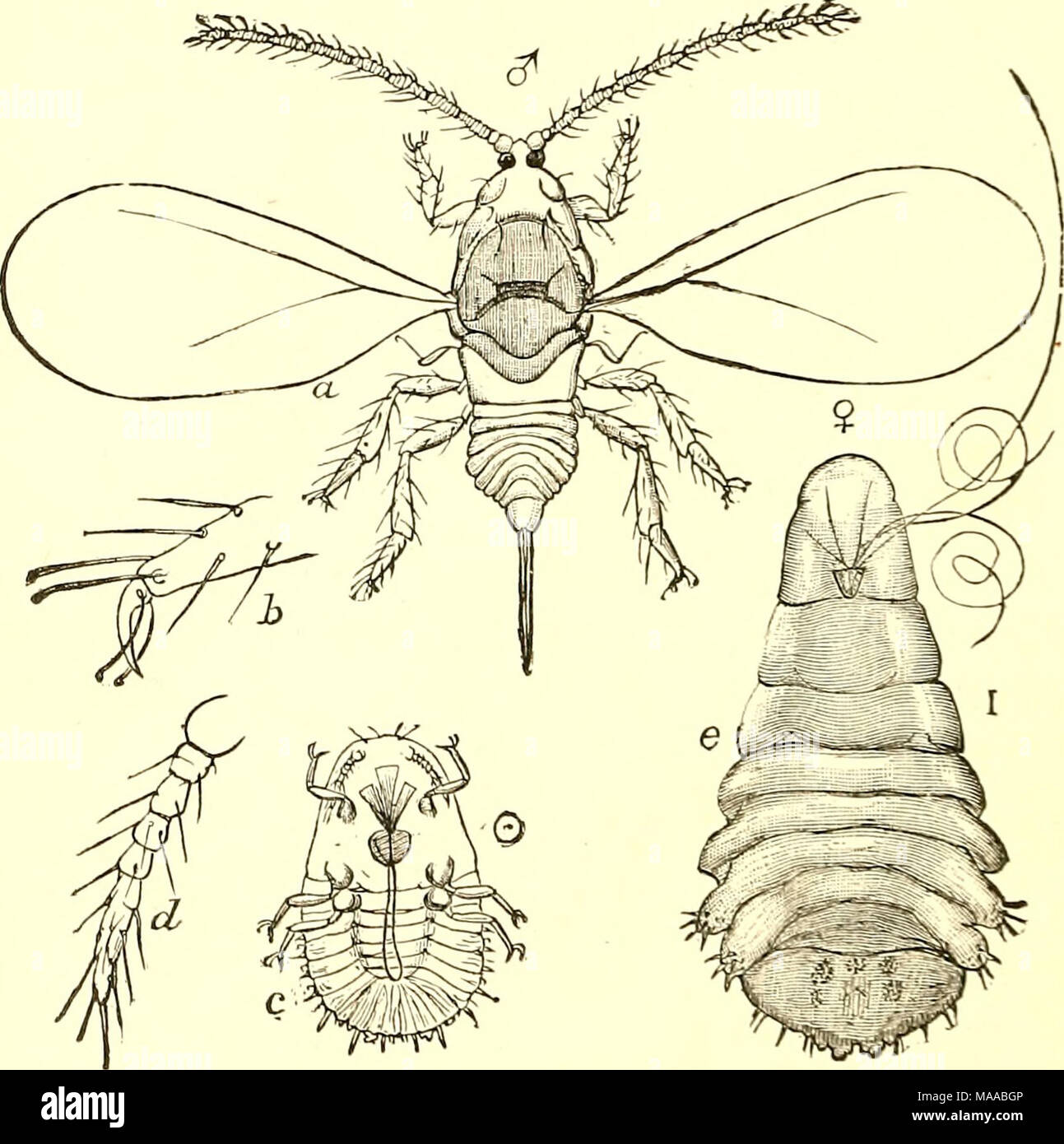 . Economic entomology for the farmer and fruit-grower [microform] : and for use as a text-book in agricultural schools and colleges . Mytilaspis pomorum.—a, male ; b, its tarsus ; c, young larva ; rf, its antenna ; c, female. close examination, even by the specialist. These scales some- times cover twigs and large branches completely : even the leaves are often infested, and not infrequently the fruit itself becomes more or less covered. It is not unusual to see in market oranges and lemons more or less spotted by these oyster-shell scales, and I have seen lemons from Mediterranean countries w Stock Photo