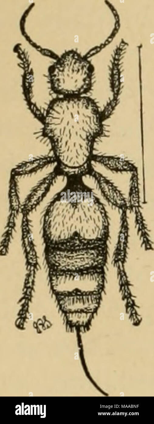 Splices Insects . Economic entomology for the farmer and the fruit grower, and for use ...